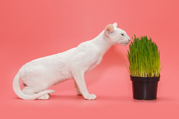 Oriental kitten and a pot of green grass
