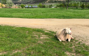 Old big sheep relaxes on the green grass next to a dirt road. Green landscape in background