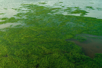 green moss on the pond