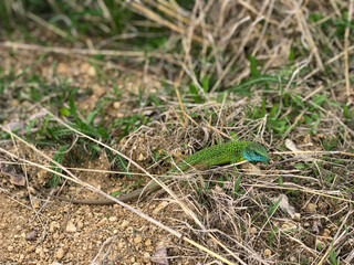 Beautiful green lizard with  with colorful blue pattern skin, crawls on the ground between dry and green grass. Closeup, macro shot