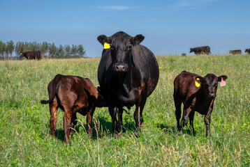 A black angus cow and calf graze on a green meadow. © nordroden