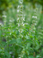 Common Basil