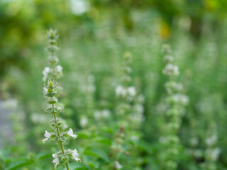 Common Basil