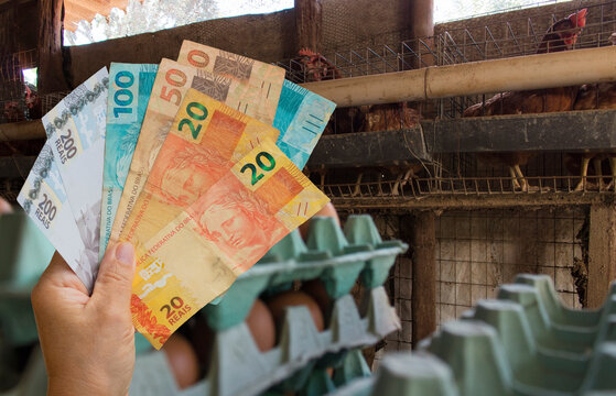 Holding Brazilian money in front of a Eggs and chicken in farm. Space for text.