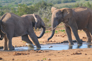 South African Elephants playing in the water