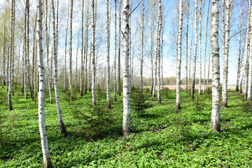 Latvian spring forest with young birches
