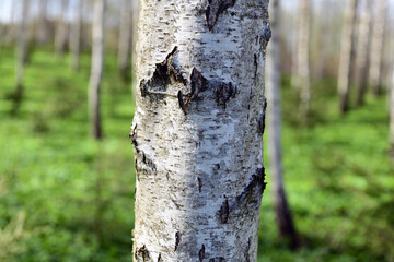 Latvian spring forest with young birches
