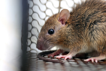 Rat in a cage or rat trap at home or office on white background. Close-up mice or rat caught in a trap. mouse Selective focus only head.rat as carriers of disease leptospirosis and hantavirus
