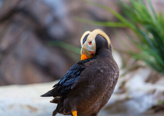 Puffin