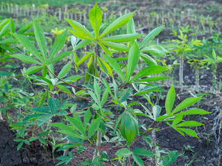 Cassava