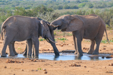 African Elephants drinking a water