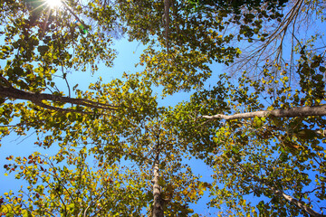 Tall tree branch with leaf with sky and sunlight.