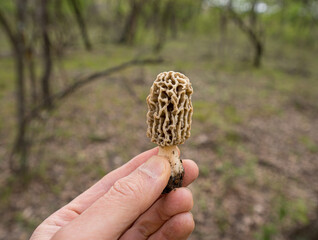 The morel mushrooms in hand.
