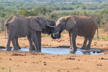 Fototapeta premium African Elephants drinking a water
