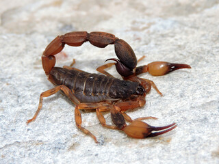 Escorpião marrom_Tityus serrulatus