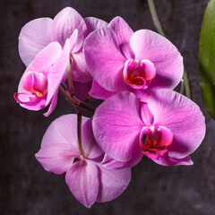 beautiful purple Phalaenopsis orchid flowers.Spring bloom of a variety of orchids. Pink yellow white purple orchids. selective focus.Beautiful floral background