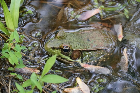 Green frog close up submerged in water