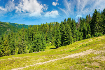 coniferous forest on the hill. summer landscape of carpathian mountains on a bright sunny forenoon