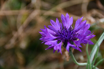 紫色のヤグルマギクの花（埼玉県/5月）
