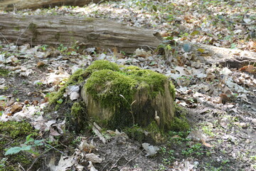 Mossy tree stump in autumn forest