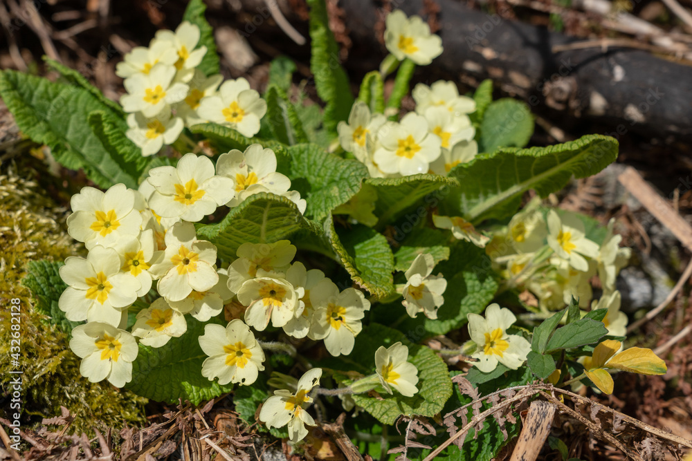 Wall mural primrose flowers (primula polyantha) bloom in early spring