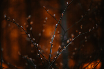 The first pussy willow buds began to sprout on the branches of a young tree in a park in a swamp area