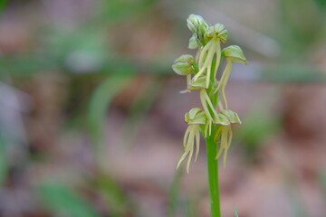 spontaneous wild orchid, Aceras anthropophorum
