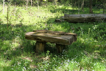 Bench in forest on grean meadow