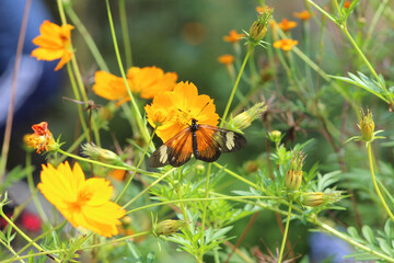 Actinote butterfly, from the tropical forests in Brazil.