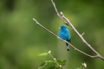 Selective focus shot of a beautiful blue indigo bunting bird perched on a branch - obrazy, fototapety, plakaty