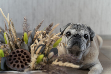 an elderly pug of beige color and dried flowers on the foreground