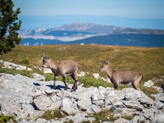 Young Ibex in the french Vercors National Park