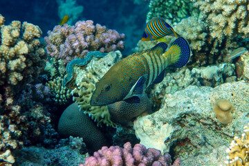 Obraz na płótnie Canvas Peacock grouper (cephalopholis argus) - coral fish - Red sea