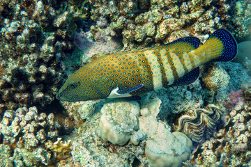 Peacock grouper (cephalopholis argus) - coral fish - Red sea