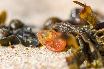 Beautiful piece of amber among the seaweed or algae on the sand, on a sandy beach, close up