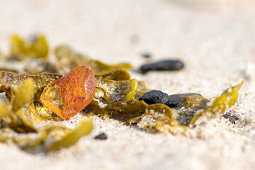 Beautiful piece of amber among the seaweed or algae on the sand, on a sandy beach, close up