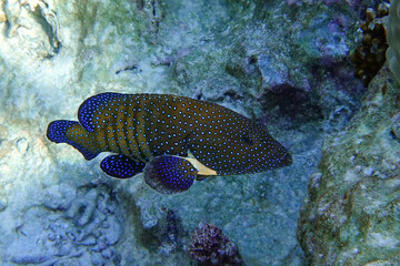 Peacock grouper (cephalopholis argus) - coral fish - Red sea