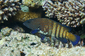 Peacock grouper (cephalopholis argus) - coral fish - Red sea