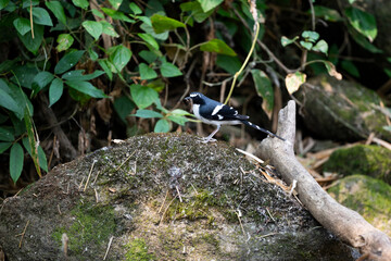 Slaty - backed Forktail