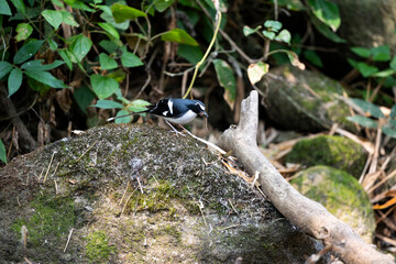 Slaty - backed Forktail