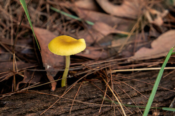 Wild mushrooms and fungi found in forests of Australia