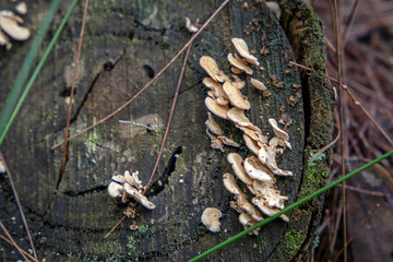Wild mushrooms and fungi found in forests of Australia