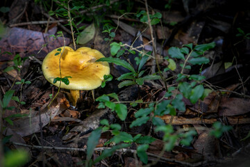 Wild mushrooms and fungi found in forests of Australia