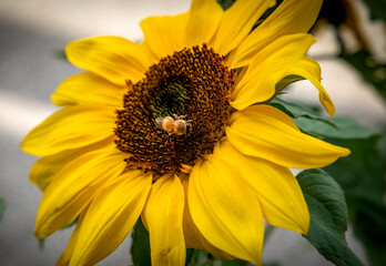 Sunflower with a honey bee