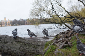 pigeons on the beach