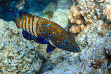 Naklejka na ściany i meble Peacock grouper (cephalopholis argus) - coral fish - Red sea