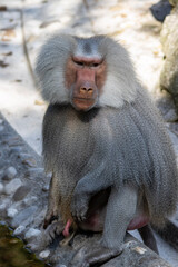 portrait of a baboon