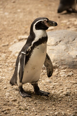 penguin on the beach