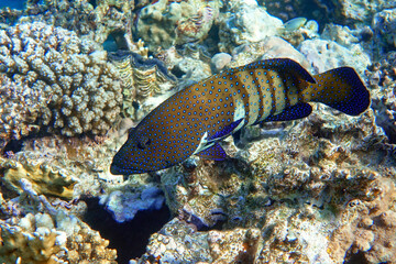 Peacock grouper (cephalopholis argus) - coral fish - Red sea