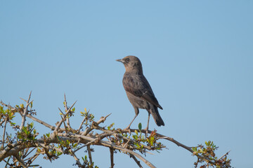 Ant-eating Chat in the Nature